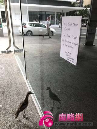 A sign explaining to passers-by that the bird enjoys staring at its reflection